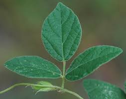 Image result for Rhynchosia