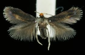 Image result for Stigmella pyri