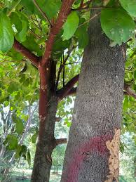 Image result for Rothmannia manganjae