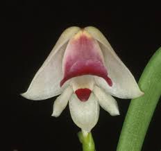 Image result for Polystachya vulcanica