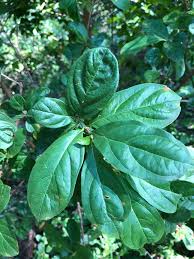 Image result for Sericanthe chimanimaniensis