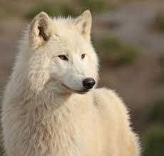 S T U N N I N G Wolf 3 3 3 Arctic Wolf Wolf Dog Wolf Sounds