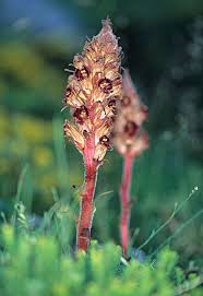 Image result for Orobanchaceae