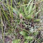 Image result for Gerbera piloselloides