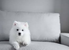 Create a checklist of all the experiences your puppy will face during the first several months living with you. Puppy Socialization Checklist Pdf Time Frame And Tips For Socializing A New Puppy Pupford