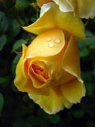 Perfection Yellow Flowers Yellow Roses Beautiful Flowers