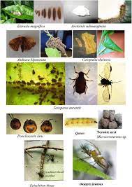 The product life cycle is the succession of stages that a product goes through during its existence. Arthropod Pests And Natural Enemy Communities In Tea Ecosystems Of India Springerlink