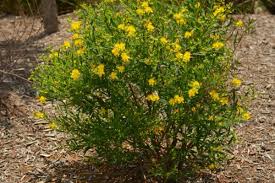 Image result for Hypericum