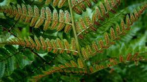Fern is a vascular, seedless plant that belongs to the group pteridophyta. Dryopteris Marginalis Evergreen Woodfern Leather Wood Fern Marginal Woodfern Marginal Wood Fern North Carolina Extension Gardener Plant Toolbox