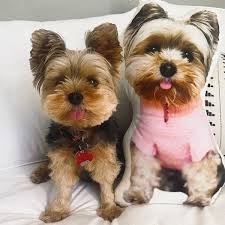 Every pet photo pillow is designed using quality materials. Custom Pet Pillow Personalized Pet Pillows Custom Pet Face Pillow Custom Pet Photo Pillow Cat Pillow Dog Pillow Pet Gifts Get Photo Blanket