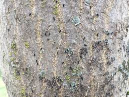This bug causes no harm, but fixing it exposes the other two bugs making them more likely to occur. Tiny Black Bugs On Japanese Maple Tree Trunk What Are They 625574 Ask Extension