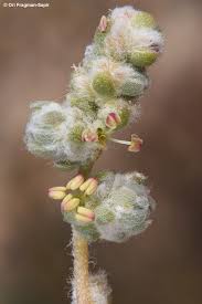 Image result for Chenolea