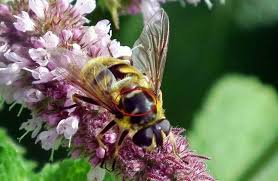 Image result for Diclis tenella