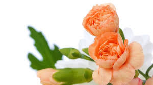 Il novantesimo compleanno di nicoletta orsomando. Fiori Da Regalare Alla Mamma Idee Green