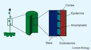 Amyloplasts are plastids that produce and store starch within internal membrane compartments. Gravity Perception How Plants Stand Up For Themselves Sciencedirect