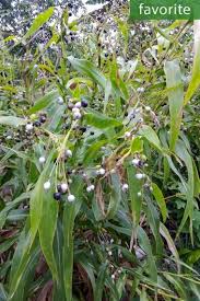 Image result for Ixora mildbraedii