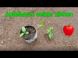 Pin Auf Pflanzen