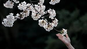 Kegiatan menikmati indahnya pemandangan bunga sakura dikenal dengan nama hanami, dan ini menjadi dilansir dari berbagai sumber, berikut lima kota di indonesia yang ditumbuhi bunga sakura. 6 Cara Nikmati Mekar Bunga Sakura Dari Jepang Sampai Wuhan