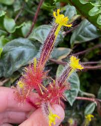 Image result for Gesneriaceae