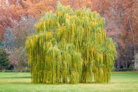 Fast growing trees will grow several feet per year. The Top Fastest Growing Trees For Your Garden Estate Agent Scotland Clyde Property