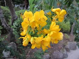 Image result for Senna bicapsularis