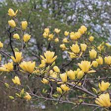 Check spelling or type a new query. Magnolia Butterflies Butterfly Magnolia Tree Yellow Magnolia Tree Indoor Flowering Plants