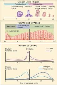 Anovulatory Cycle How To Get Pregnant Naturally Fight