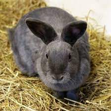 Do Rabbits Really Get Womb Cancer Goddard Veterinary Group