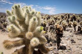 Cholla Cactus Garden | Outdoor Project