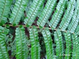 Image result for Didymochlaena