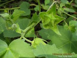 Image result for Hibiscus vitifolius