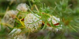 Image result for Cuscuta planiflora