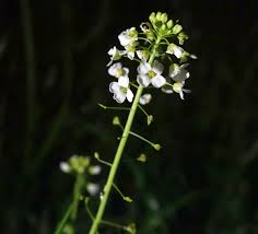 Image result for Capsella