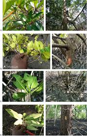 Image result for Rhizophora racemosa