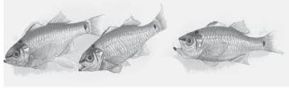 Ikan berkembang biak dengan cara bertelur terjadi karena pembuahan di. Perkembangbiakan Hewan Secara Generatif