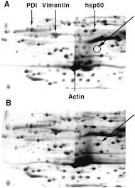 This is a most commonly occurring viral infection, affecting people. 2a Proteinase Of Human Rhinovirus Cleaves Cytokeratin 8 In Infected Hela Cells Journal Of Biological Chemistry