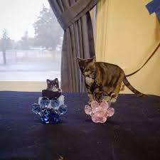 So what do you do when you see that there. Company Will Turn Your Beloved Pet S Ashes Into Beautiful Memorial Glass Sculptures