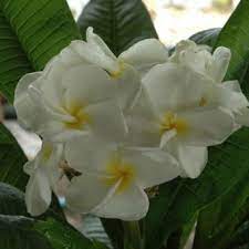 Pin On Plumeras Plant