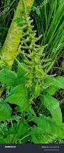 Image result for Amaranthus hybridus
