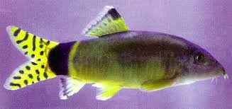 Image result for Kotschya ochreata