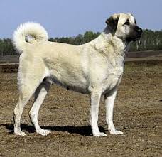 Sivas Kangal Karabas Guarddogtraining Kangal Dog Anatolian Shepherd Dog Anatolian Shepherd