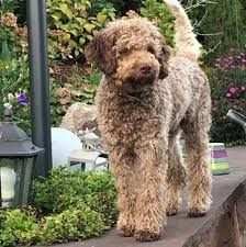 Italienischer wasserhund., lagotto romagnolo club deutschland e.v. Lagotto Romagnolo Italienische Wasserhunde Truffelhunde Acquarello