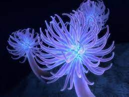 Google Image Result For Http 30 Media Tumblr Com Tumblr L8g4eulpyo1qda2n5o1 5 Sea Anemone Sea Coral Anemone