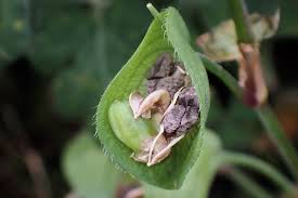 ツユクサの種子: ぁぃの飼育ブログ２