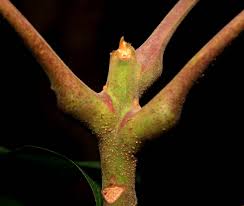 Image result for Pseudospondias