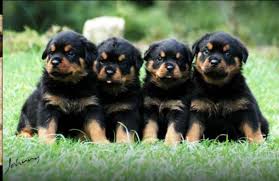 Qr code link to this post. Rottweiler Puppies Fayetteville Nc Puppies