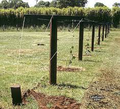 How to build a trellis for hardy kiwi. Pin On Hardy Kiwi Trellis Ideas