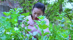 腊排骨这样吃才好吃 搭配无盐酸菜和金豆 一道素菜一道荤菜 不油腻又好吃 野小妹wild girl 欢迎来自 新加坡 和 台湾 世界各地的朋友