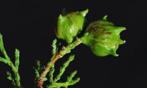 Image result for Neocussonia umbellifera