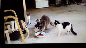 Explore the stylish range from baker by ted baker. Tony Baker Randomly The Raccoon 3gp Raccoon Funny Gif Funny Pictures